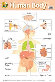 Wallchart Human Body